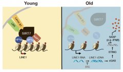 研究揭示延缓人干细胞衰老新靶标