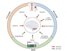 高血压促进认知障碍发生